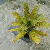 Aechmea correia araujei
