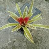Neoregelia 'Yellow King'