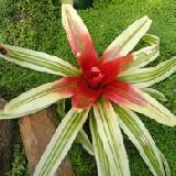 Neoregelia 'Yellow King'