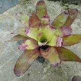 Neoregelia 'Fairy Tale'