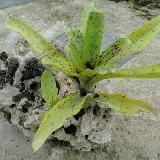 Neoregelia 'Night Spot'