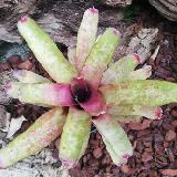 Neoregelia 'Japin Pink'