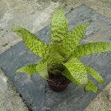 Vriesea heiroglyphica