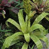 Vriesea fenestralis Mini