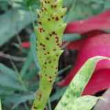 Vriesea fenestralis Mini