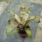 Vriesea fosteriana 'Red Chestnut'  Mini
