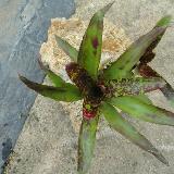 Neoregelia 'Whim'