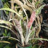 Billbergia 'Fascinator'