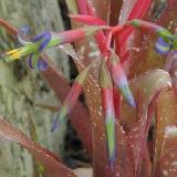 Billbergia nutans x saundersii