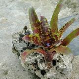 Neoregelia 'Moon Tiger'