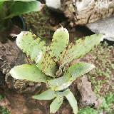 Neoregelia lilliputiana x Giant