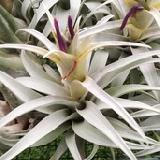 Tillandsia capitata 'Yellow Stars'