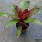 Neoregelia ampullacea ssp Gurken