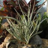Tillandsia toporiensis