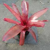 Neoregelia 'Sunrise'