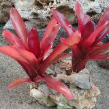 Neoregelia 'Super Fireball'