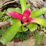 Neoregelia 'Scarlet Charlotte'