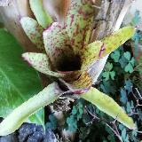 Neoregelia 'Guinea'