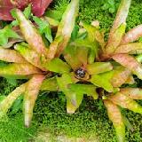 Neoregelia 'Alpine Rose'