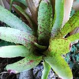 Neoregelia 'Red Lips'