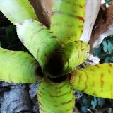Neoregelia punctatissima
