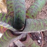 Neoregelia purpurea compacta