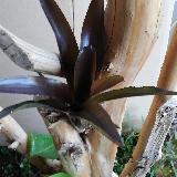 Neoregelia 'Midas'