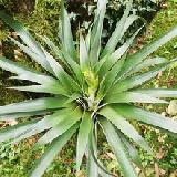Tillandsia oestediana