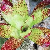 Neoregelia kautskyi Hybrid