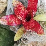 Neoregelia 'Red Waif'
