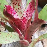 Vriesea gluttata 'Large forme'