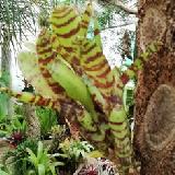 Neoregelia ampullacea var tigrina