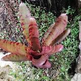 Neoregelia 'BAM'