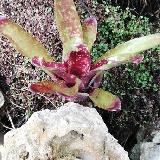 Neoregelia 'Haster Egg'