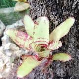 Neoregelia 'Ghost World'