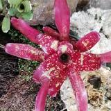 Neoregelia 'Juca x Fireball'