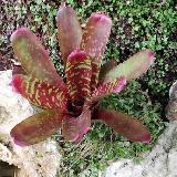 Neoregelia 'Pheasant'