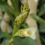 Vriesea racinae
