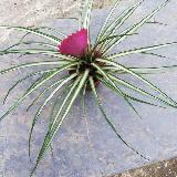 Tillandsia cyanea albo marginata