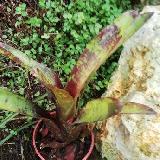 Neoregelia 'Doodleburg'
