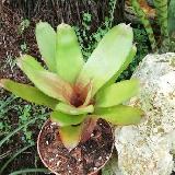 Neoregelia 'Gene McKenzie'