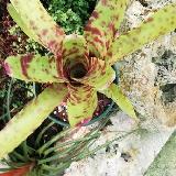 Neoregelia 'Super Aztec' x lilluputiana