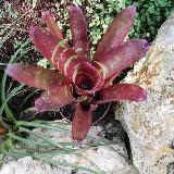 Neoregelia 'Okapi'