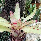 Neoregelia 'Heart of Blood'