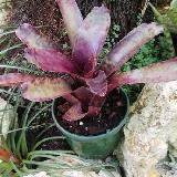 Neoregelia 'Pesadilla'