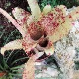 Neoregelia 'Smithii aff'