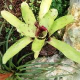 Neoregelia 'Tweedle Dee x Nigt Spot'