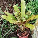 Neoregelia 'Wee Willy'