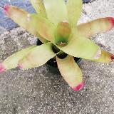 Neoregelia 'Luxurians x 696'