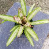 Neoregelia 'Crissy'